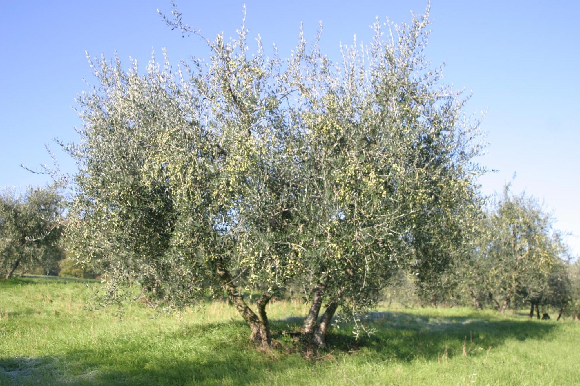 I Gelsi Guest House Figline Valdarno Eksteriør bilde